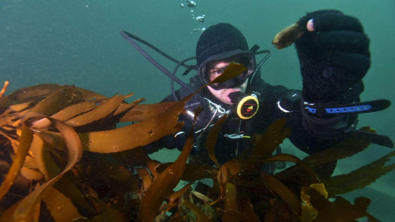 Ítalo Fernández y el Pintarroja, el tiburón que anida en los bosques submarinos